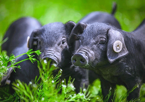 巨头加码黑猪:猪业转型与养殖户突围