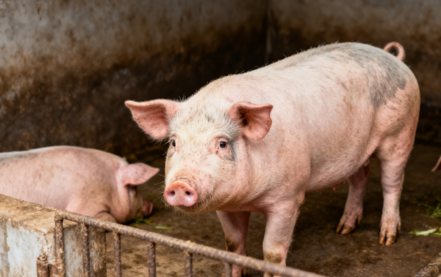 生猪市场观察:产能过剩下价格上移,为何不宜过度看涨?