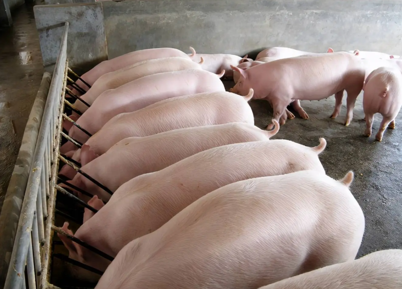 2026养猪怎么盈利？政策+技术+出海三重红利叠加稳赚