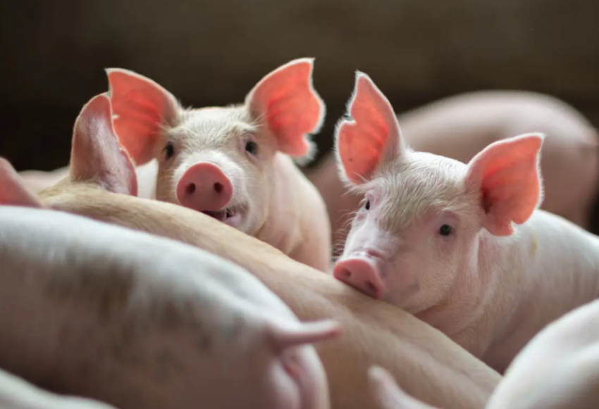 猪价低迷期，头部猪企转向预制菜，解锁穿越周期新路径