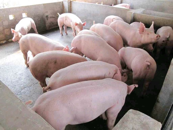 1766203016154533.jpg 1055449wnnynn6q1zanq14.jpg