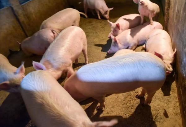 1766203050267413.png ScreenShot_2025-12-20_105042_328.png