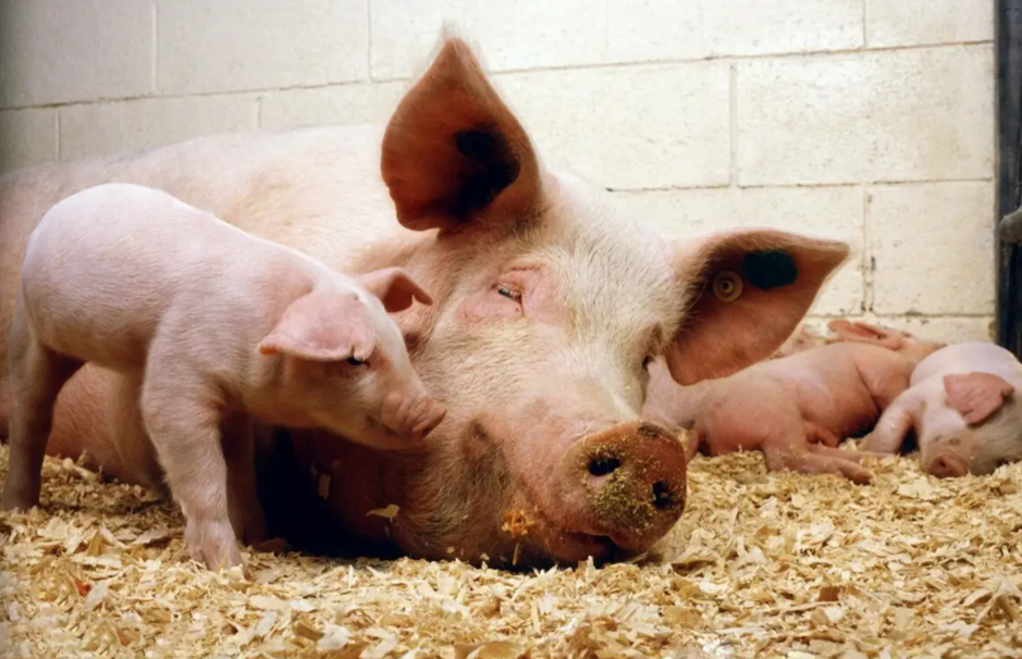 2025冬季猪瘟怎么防?防控这样做更安心