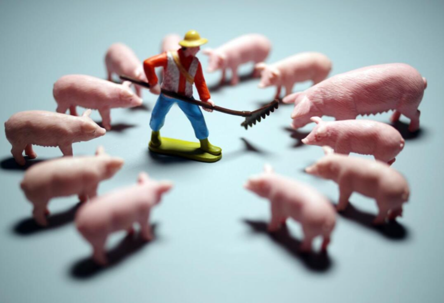 二次育肥成猪价关键！低位震荡，1月行情能否逆袭？