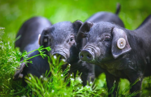 1766894117132706.png ScreenShot_2025-12-22_094645_710.png