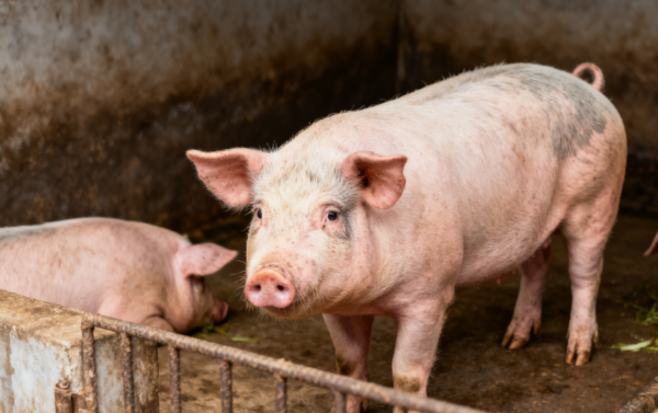 猪蓝耳病要点：症状、病理与群体表现详细解析