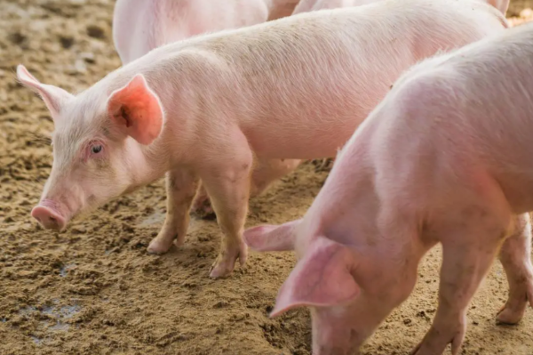 1767149290813633.png ScreenShot_2025-12-31_095201_038.png