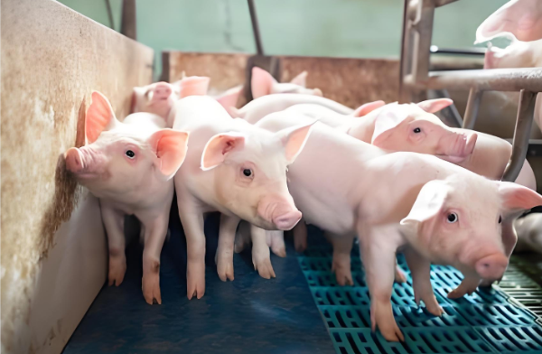 1767149311472675.png ScreenShot_2025-12-31_095011_821.png