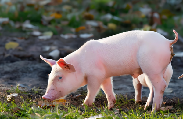 森澳达巨快｜2025年12月及全年生猪市场核心数据解读