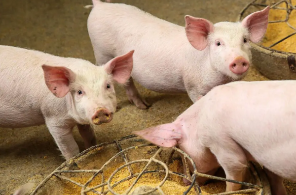 1769409437181952.png ScreenShot_2025-12-11_105015_431.png