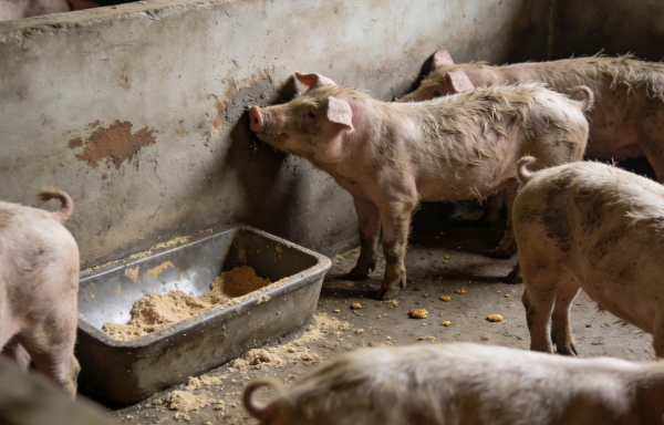 1773384321208388.png 图片1.png