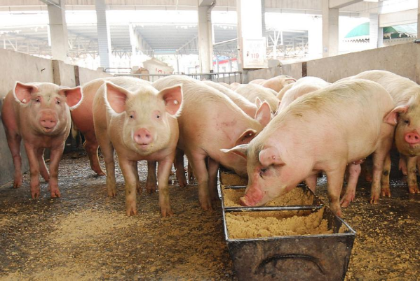 猪价刷新近5年最低！5元保卫战后止跌回暖，还能养吗？