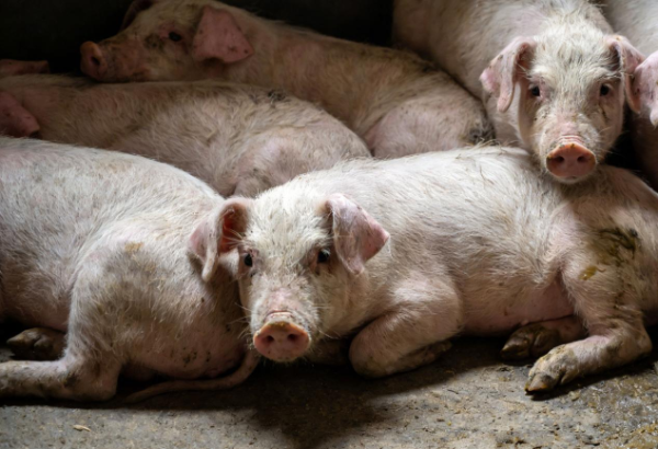 春季保育猪流行性腹泻怎么防？森澳达教你高效防控技巧！
