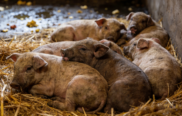 保育猪渐进性消瘦元凶是谁？圆环病毒90%猪场都忽视！