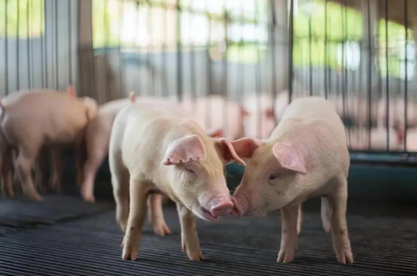 合同猪下半场，告别规模竞赛，养殖赢局靠什么？