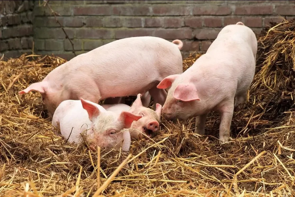 保育猪断奶后腹泻、僵猪多？0-14 天精准保健森澳达专属方案！