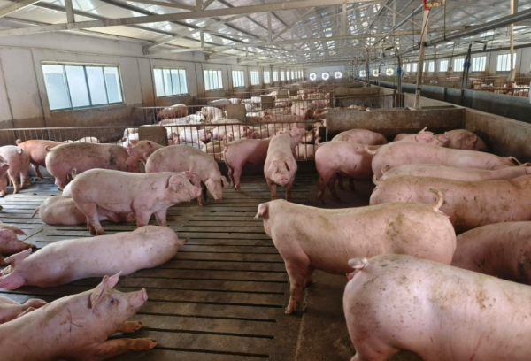 春季规模化猪场避坑｜别让温差、病害亏大钱！3步稳保效益