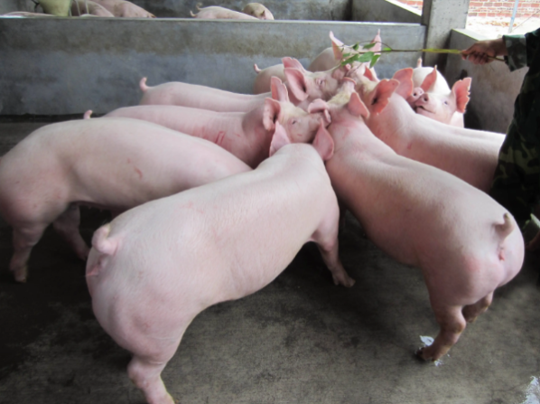 保育猪光吃不长、料肉比高？找准根源，少亏饲料钱！
