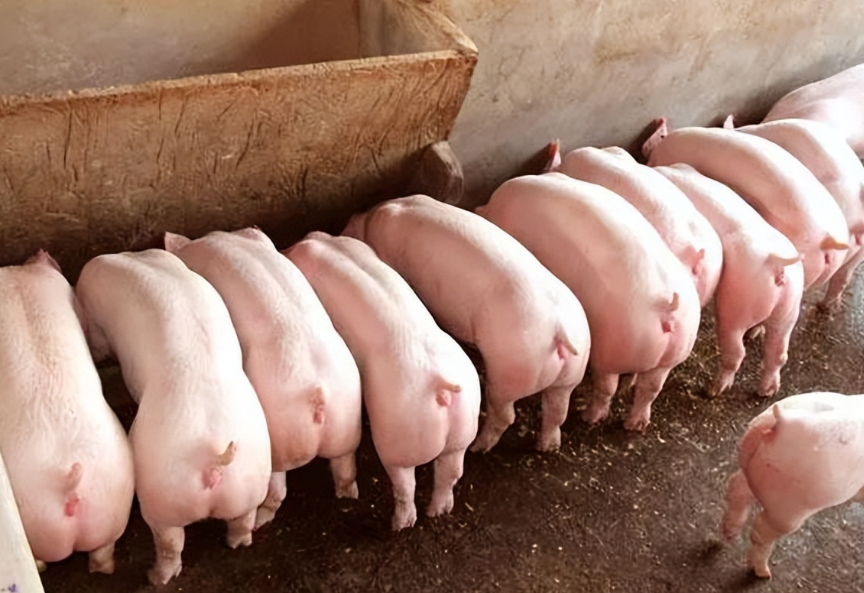 猪价7年新低!行业巨亏,猪肉股却涨停,拐点何时来?