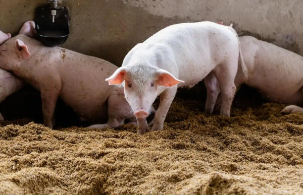 豆粕疯涨不用愁！苜蓿+构树科学替代，猪各阶段按比例喂，省料又增效！