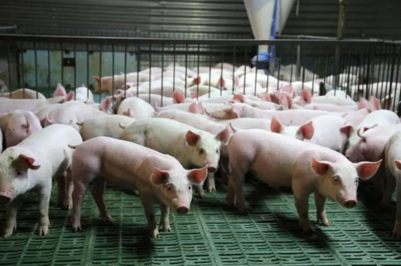 猪肉跌至 6.99 元 / 斤!养殖全行业亏损,这场猪周期为何如此难熬?