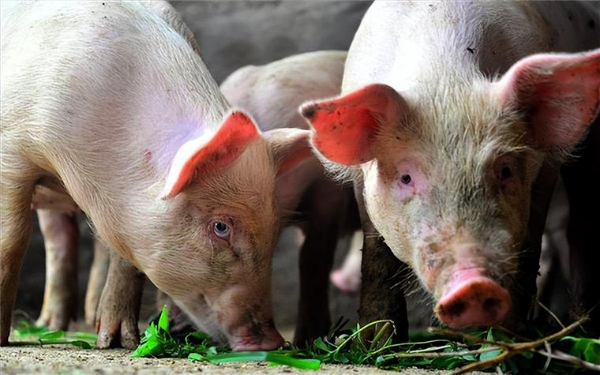 警惕！猪场春夏必防4大养猪常见病，稍不注意亏几十万