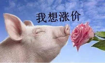 短时猪价将维持高位涨跌震荡表现 后期大概率稳中偏强走势为主
